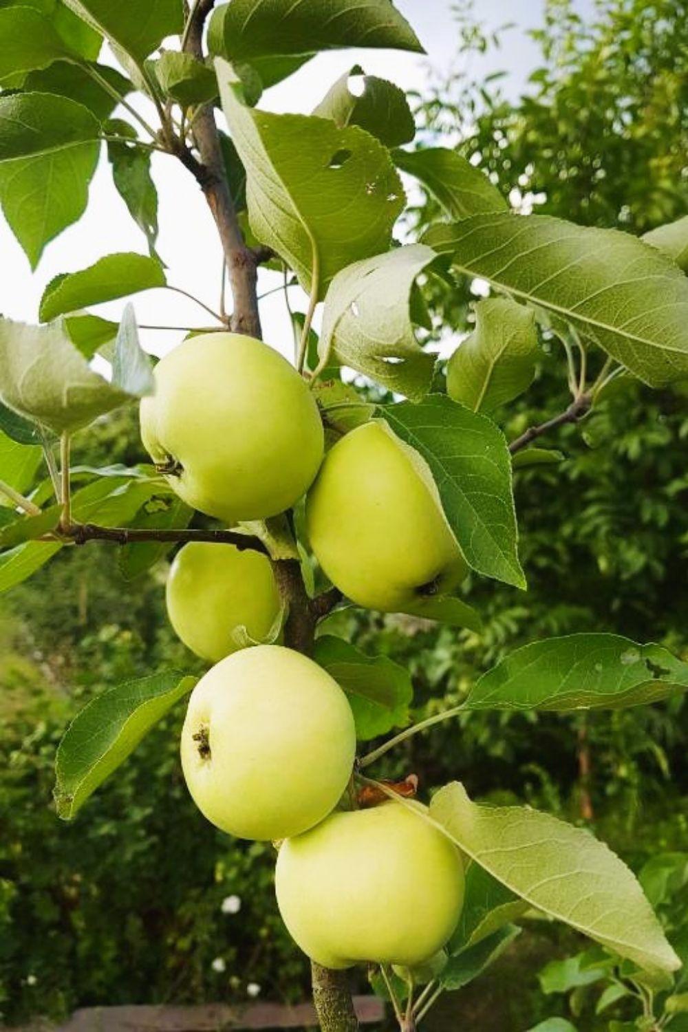 הוילה Olszyna Pod Brzoza מראה חיצוני תמונה